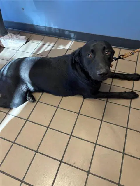 Eleven - Labrador Retriever