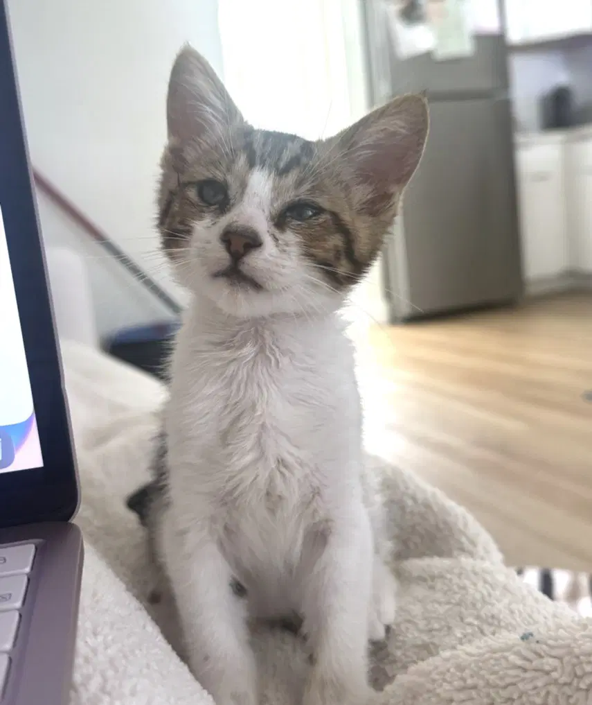 Chee Chee - Domestic Short Hair