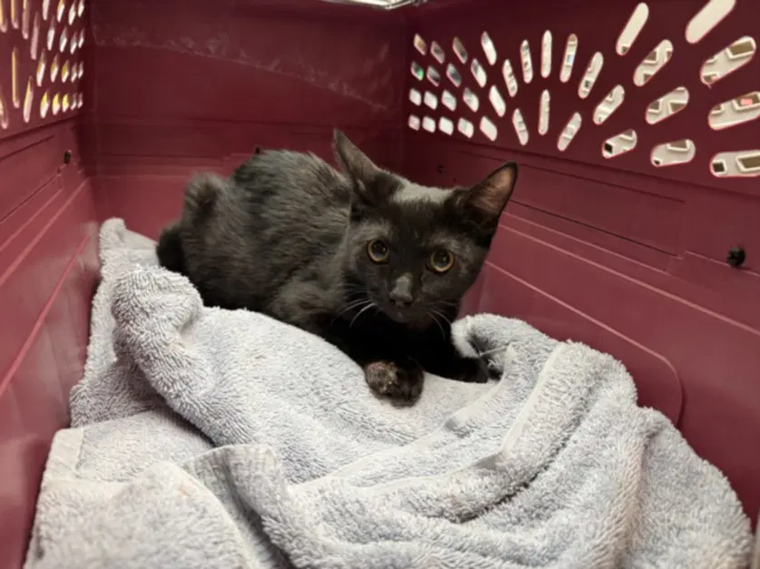 Sabrina - Domestic Short Hair