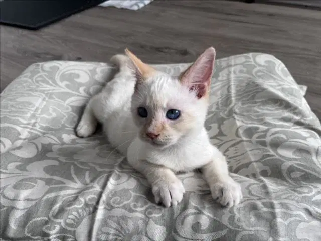 Lionel - Domestic Short Hair