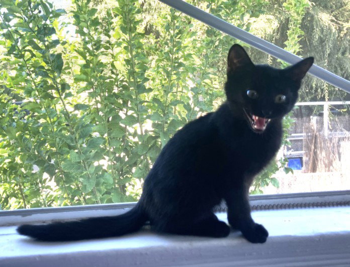 *JIJI
