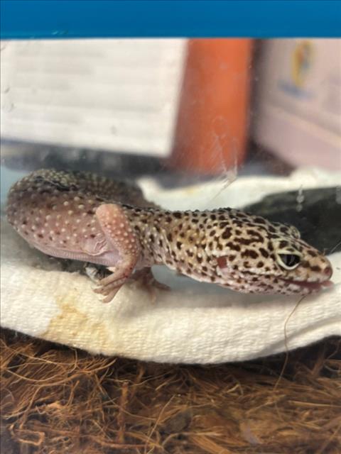 Anna, Lizard (medium coat)