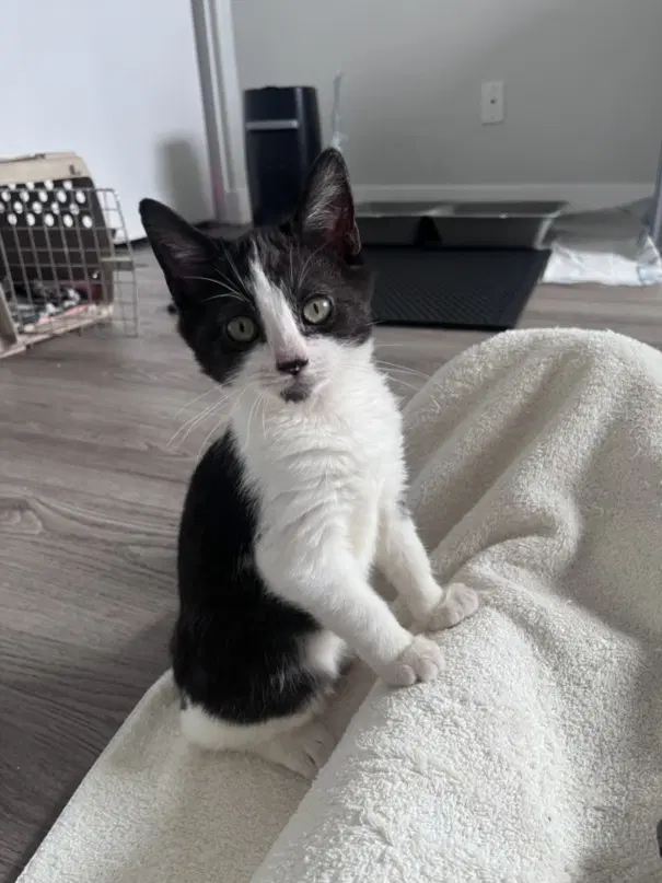Buster - Domestic Short Hair