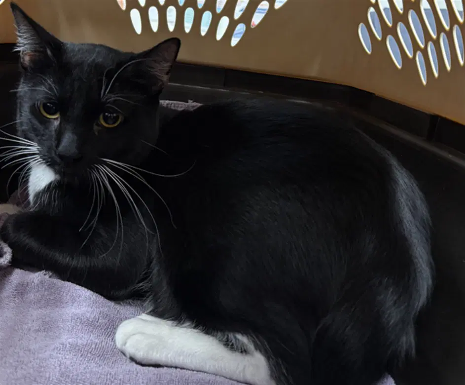 Shadow - Domestic Short Hair