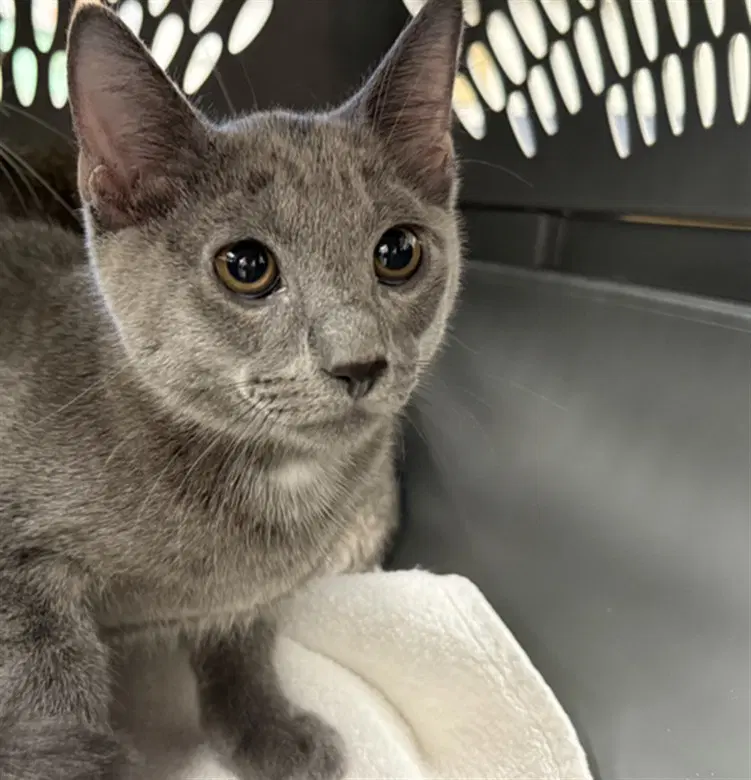 Milo - Domestic Short Hair