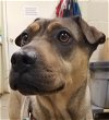 adoptable Dog in amarillo, TX named Meester