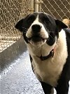 adoptable Dog in amarillo, TX named Rocky