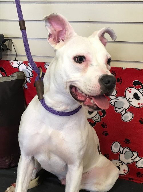 adoptable Dog in Amarillo, TX named Khloe