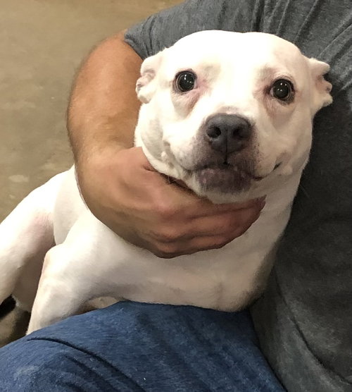 KHLOE - American Staffordshire Terrier available for adoption