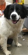 adoptable Dog in amarillo, TX named Shep