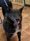 adoptable Dog in amarillo, TX named Taz
