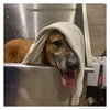 Capone - Photo 2