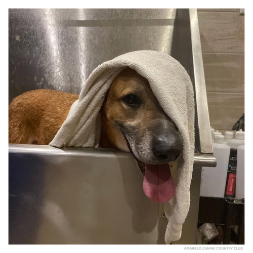 CAPONE - Shepherd available for adoption
