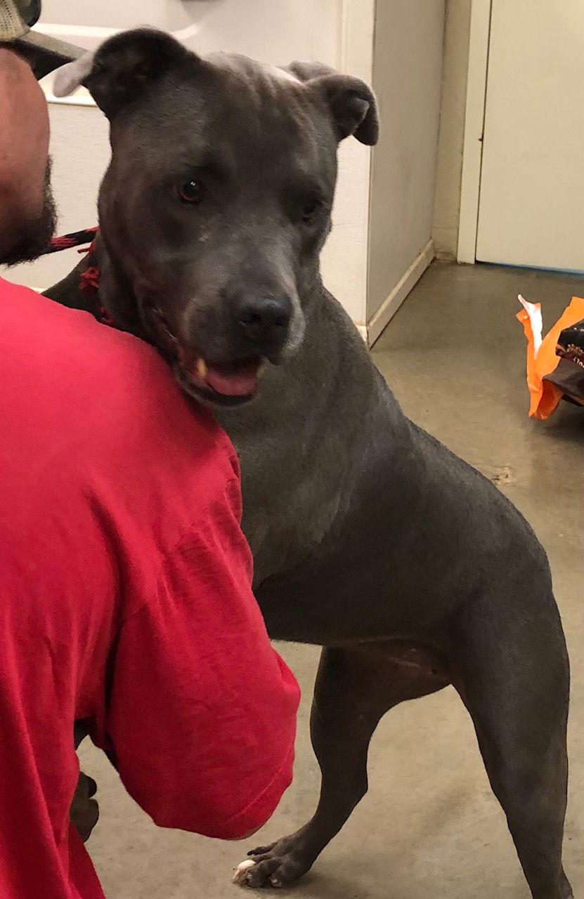 adoptable Dog in Amarillo, TX named Toni