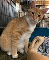 adoptable Cat in amarillo, TX named Tigger