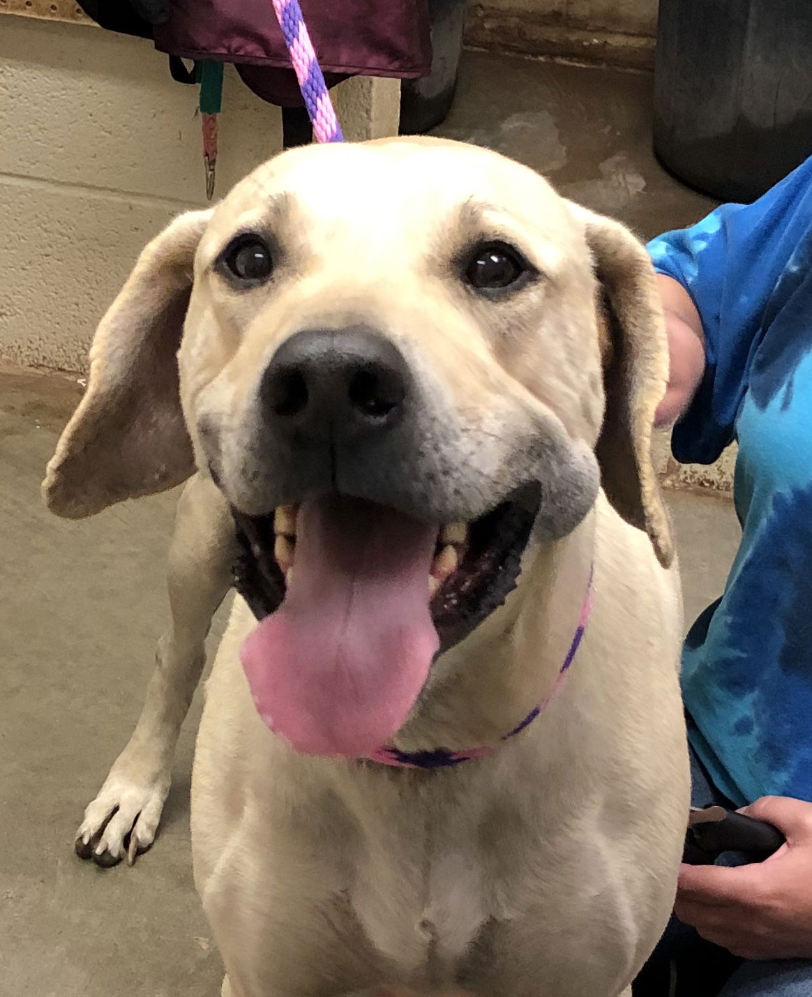 Dog adoption in Amarillo TX 79119 Black Mouth Cur short coat