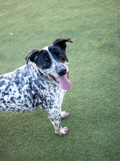BRODY - Australian Cattle Dog/Blue Heeler / Dalmatian available for adoption