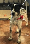 Brody - Photo 3