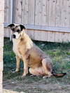 Boomer - Photo 1