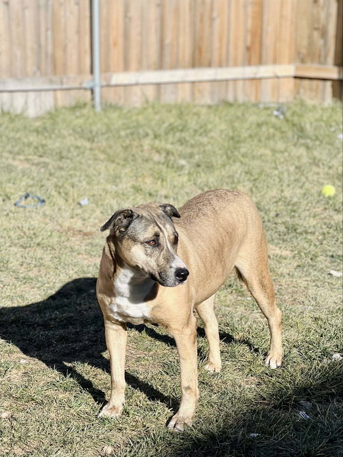 BOOMER - Labrador Retriever / Pit Bull Terrier available for adoption