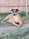 Boomer - Photo 3