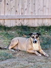 Boomer - Photo 4