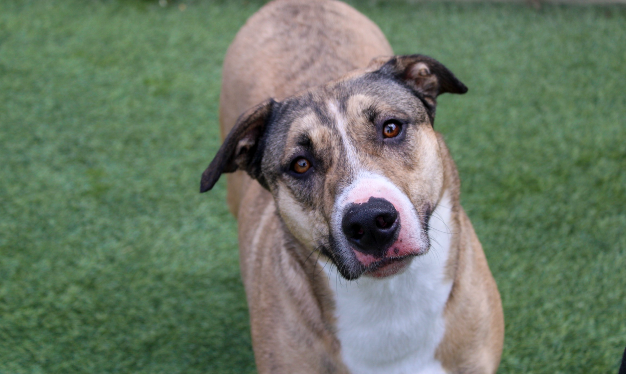 adoptable Dog in Amarillo, TX named Boomer