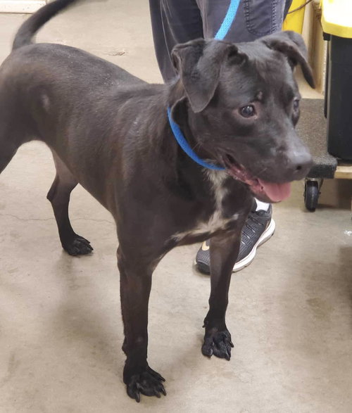 LOLA - Labrador Retriever / Patterdale Terrier (Fell Terrier) available for adoption