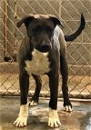 adoptable Dog in amarillo, TX named Ruffie