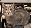 adoptable Cat in amarillo, TX named Gemma