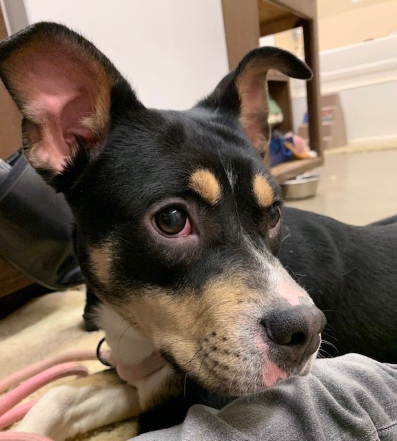 adoptable Dog in Amarillo, TX named Cruz