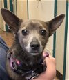 adoptable Dog in amarillo, TX named Lexi