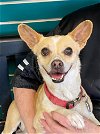 adoptable Dog in amarillo, TX named Sassy