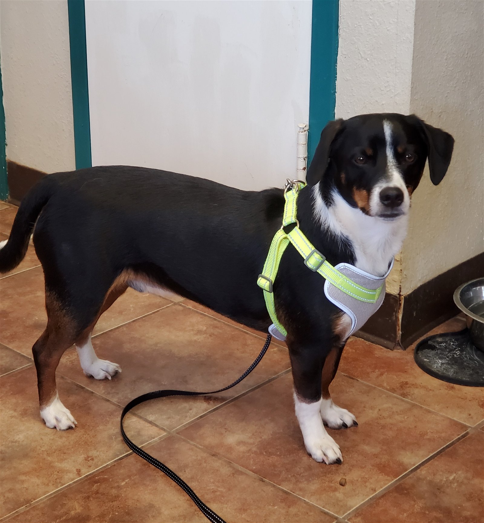 adoptable Dog in Amarillo, TX named Rudy