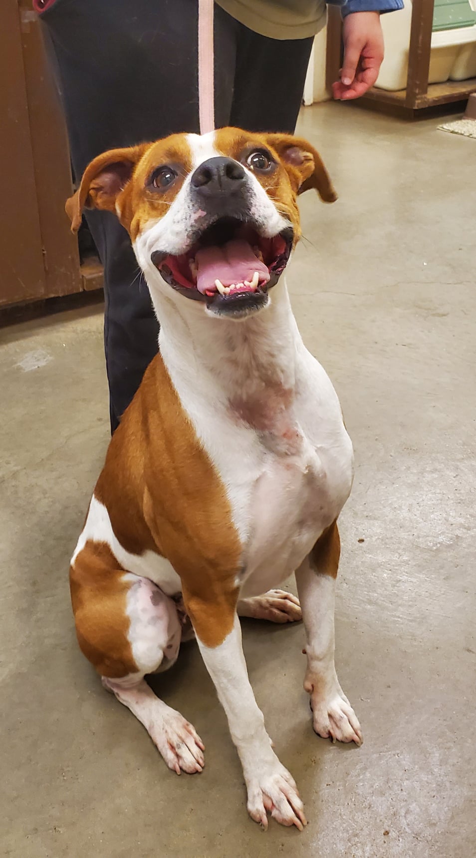 adoptable Dog in Amarillo, TX named Rima