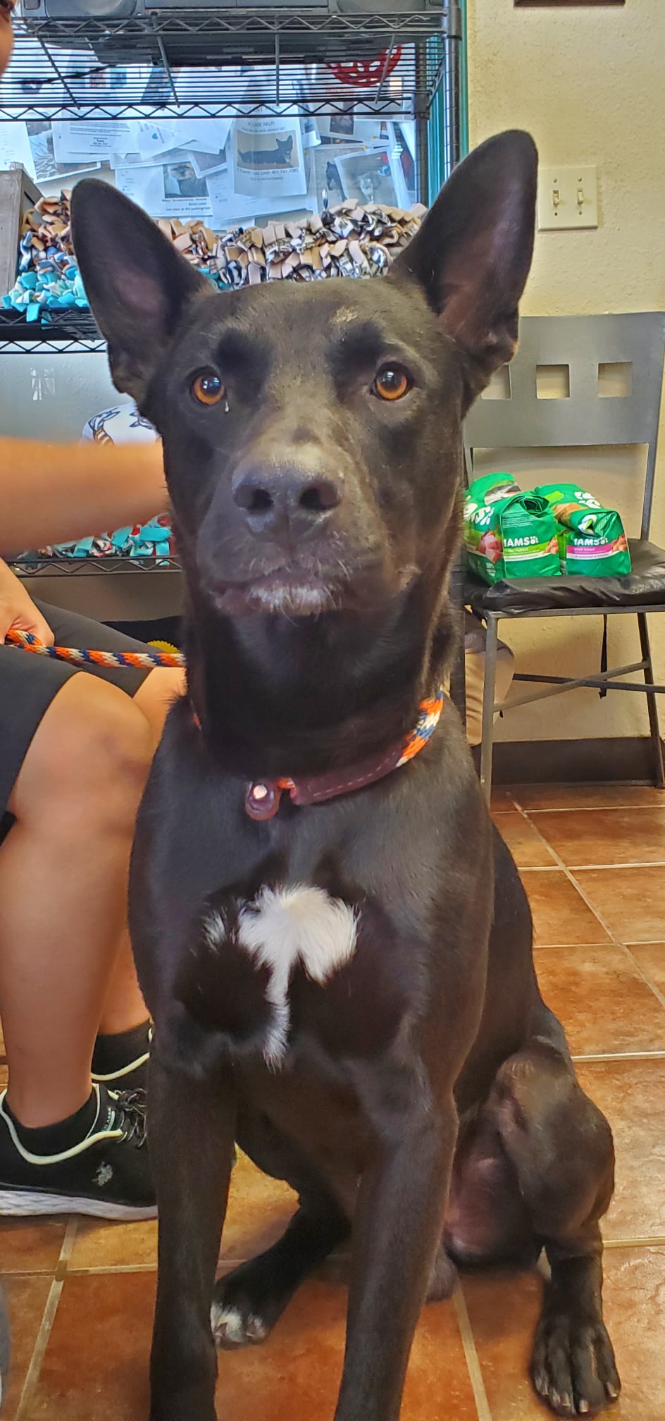 adoptable Dog in Amarillo, TX named Connor