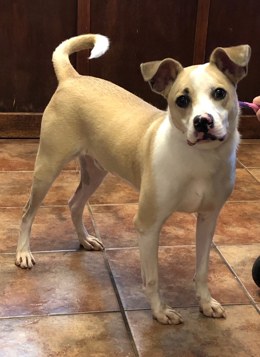 adoptable Dog in Amarillo, TX named Koda