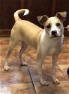 adoptable Dog in amarillo, TX named Koda