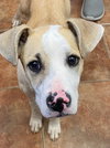 Koda - Photo 2