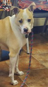 Koda - Photo 3