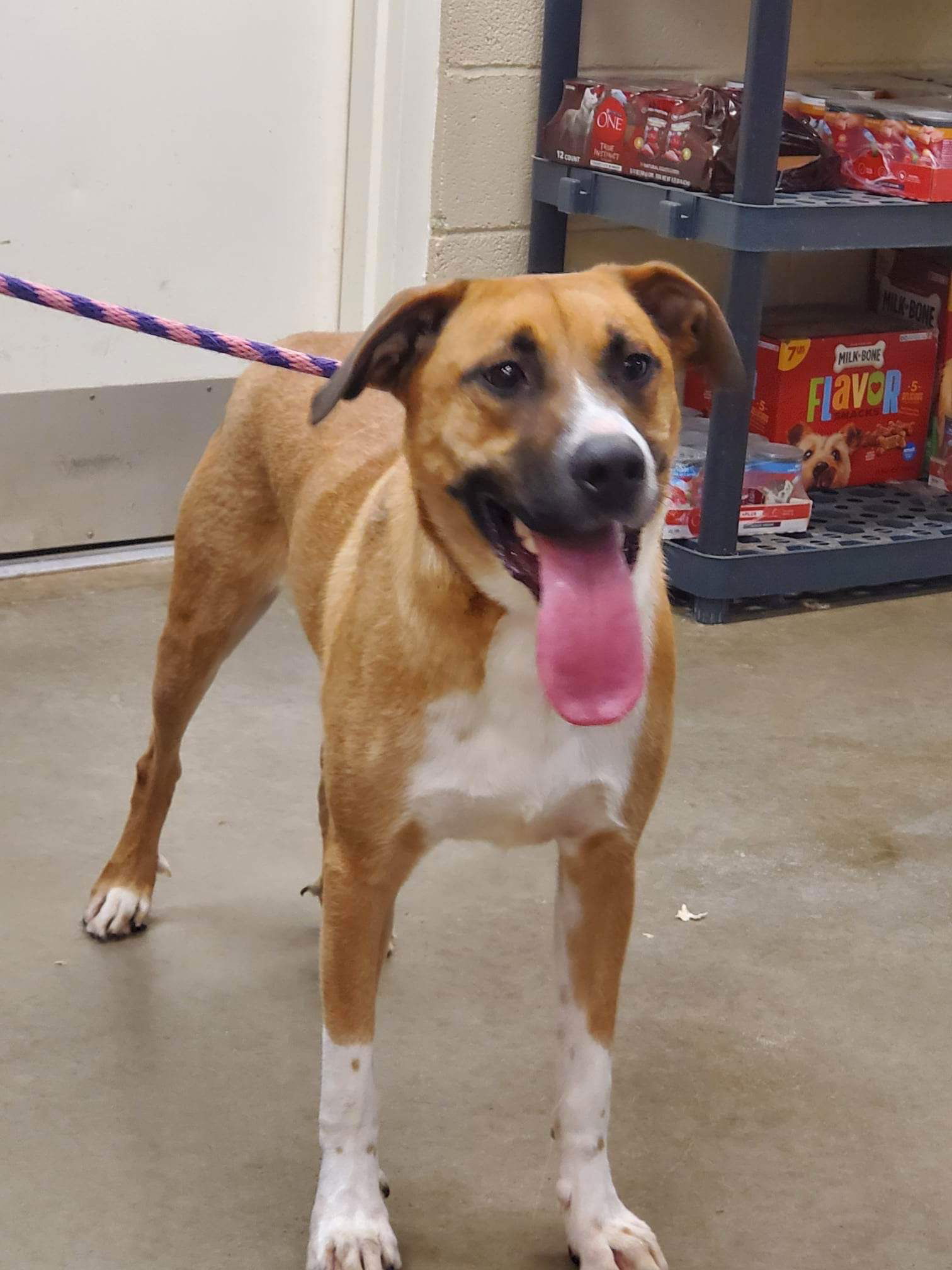 adoptable Dog in Amarillo, TX named Coop