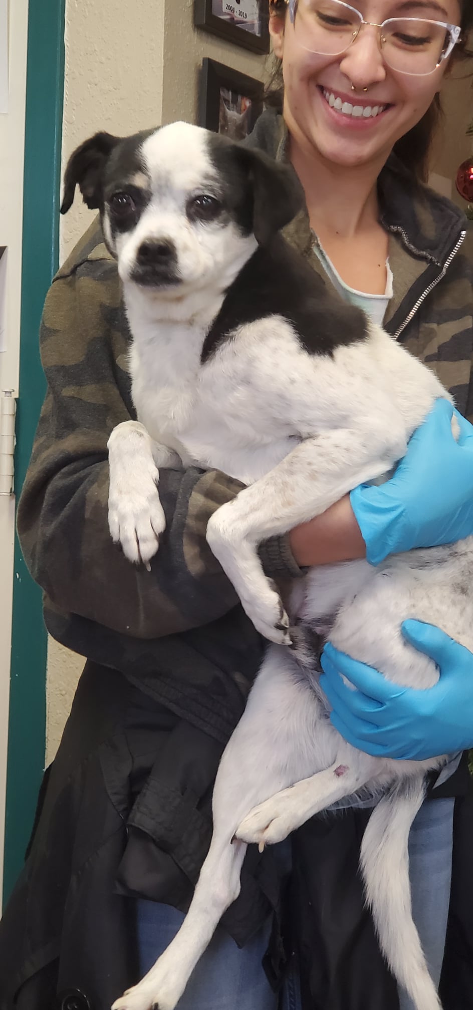 adoptable Dog in Amarillo, TX named Cupid