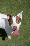 adoptable Dog in amarillo, TX named Mitzi