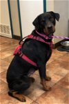 adoptable Dog in amarillo, TX named Miss Bella