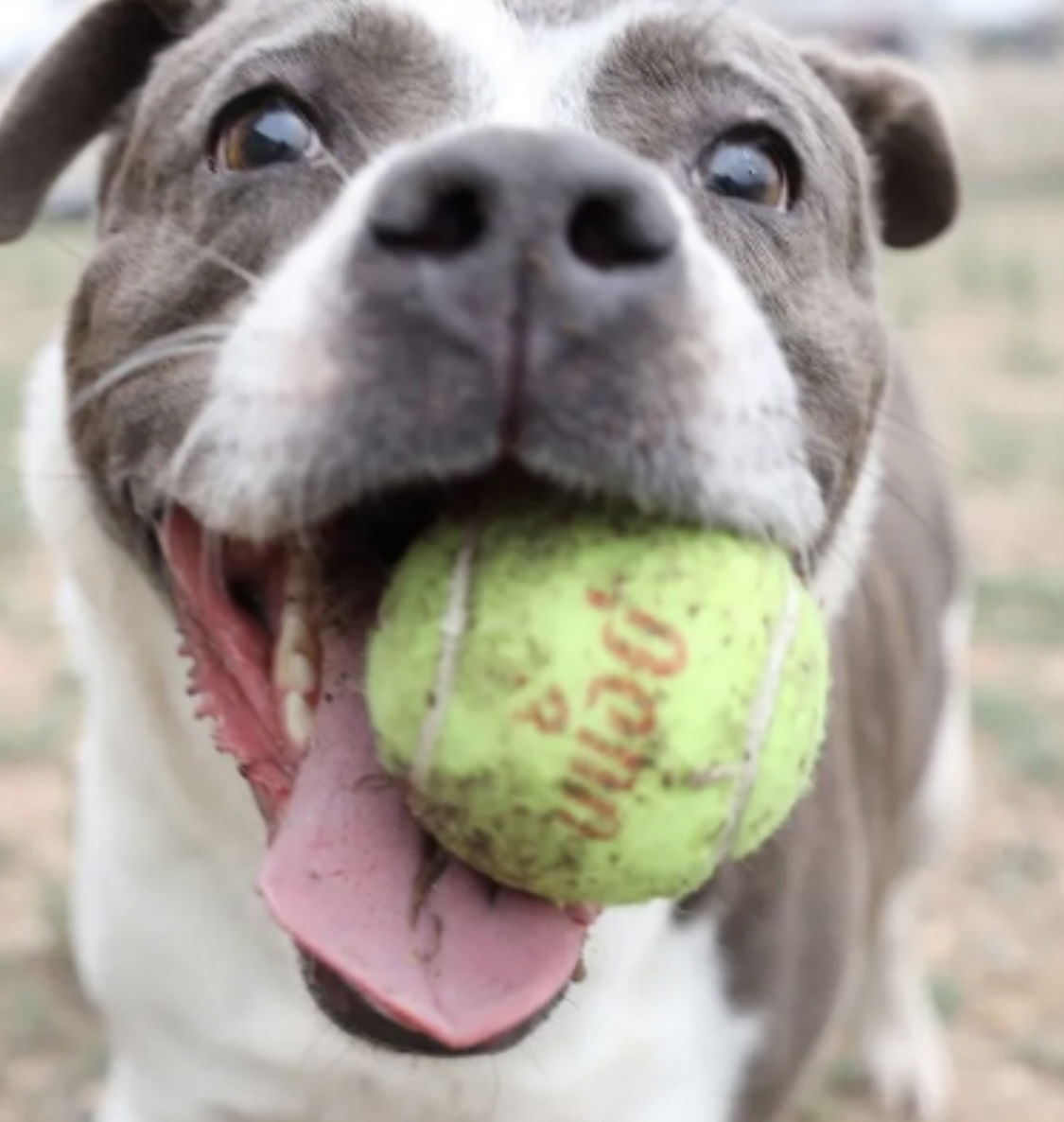 adoptable Dog in Amarillo, TX named Lacey