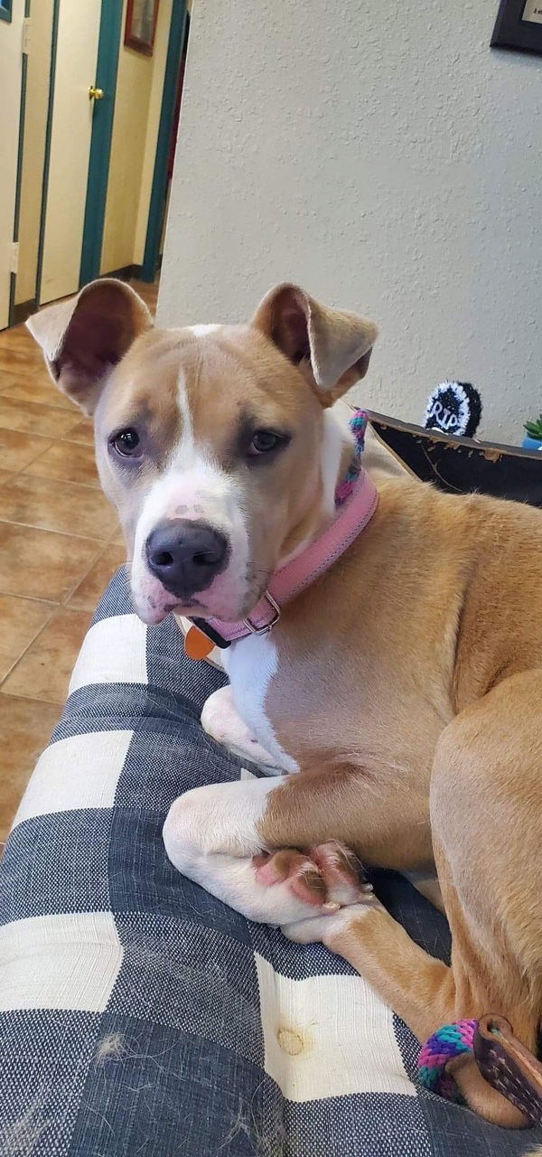 adoptable Dog in Amarillo, TX named Peaches