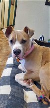 adoptable Dog in  named Peaches
