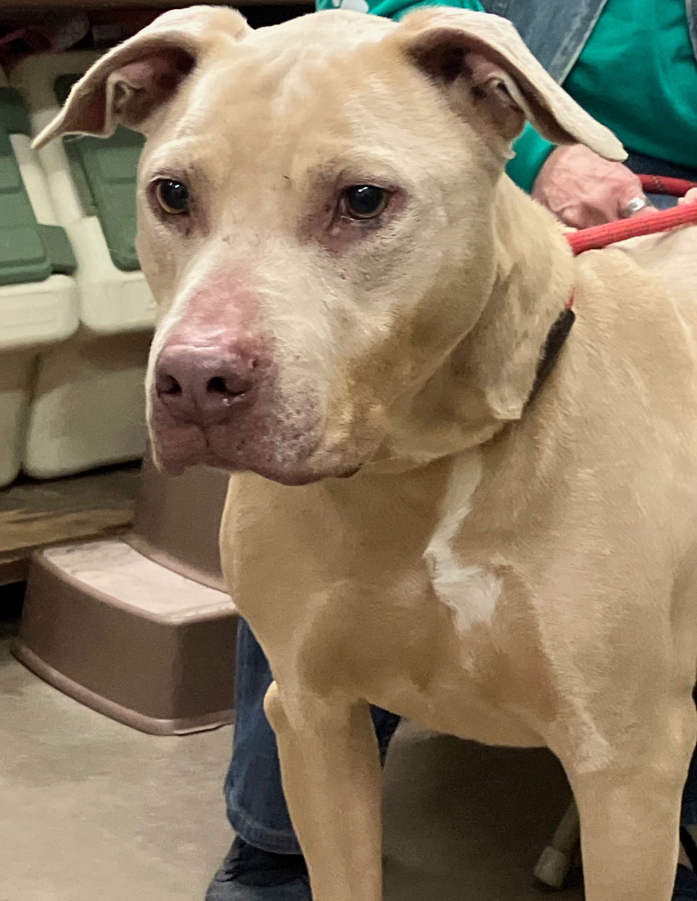 adoptable Dog in Amarillo, TX named Bones