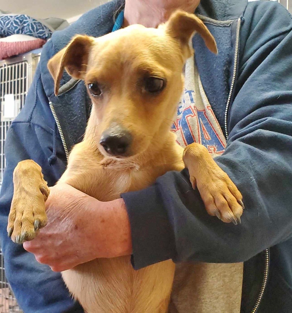 adoptable Dog in Amarillo, TX named Blitzen