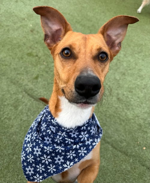 picture of the dog needing adoption